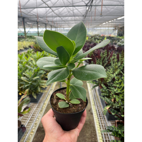 Clusia Princess, Autograph plant