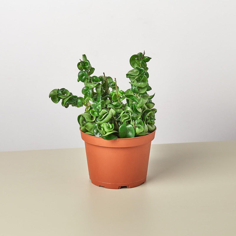 Load image into Gallery viewer, Hoya Rope Plant

