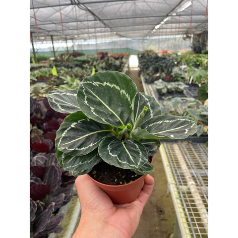 Calathea Green Goddess