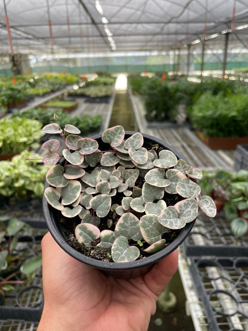 Load image into Gallery viewer, String of Hearts Variegated
