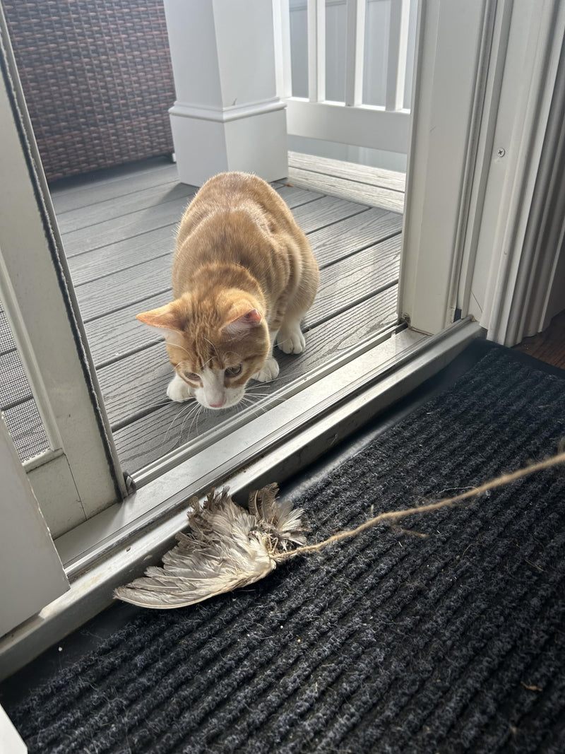 Load image into Gallery viewer, Wing on String Cat Toy - Real Bird Wing Dog Training Supplies &amp; Accessories, Quail Wing Bird Scent Interactive Play for Cats, Hunting Dog Training Bird Retrieval Cat Trainer
