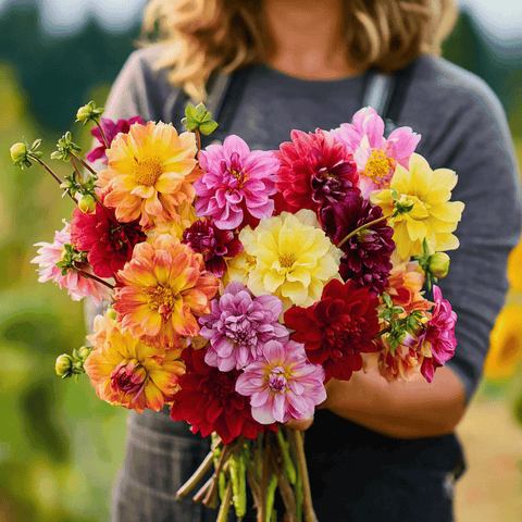 Early Bird Dahlia 25 Seeds