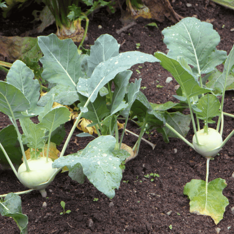 Load image into Gallery viewer, Early White Vienna Kohlrabi – 100 Seeds

