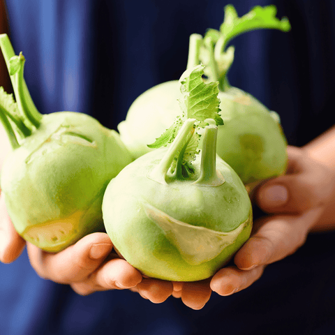 Early White Vienna Kohlrabi – 100 Seeds, additional product view 2