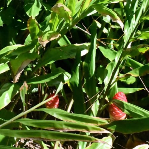 Load image into Gallery viewer, Hawaiian Awapuhi Shampoo Ginger Plant Rhizomes Starter Kit - 2 Rhizomes, Ideal for Cultivating Awapuhi Plant, Perfect Shampoo Ginger Rhizomes for Garden Enthusiasts and Beginners
