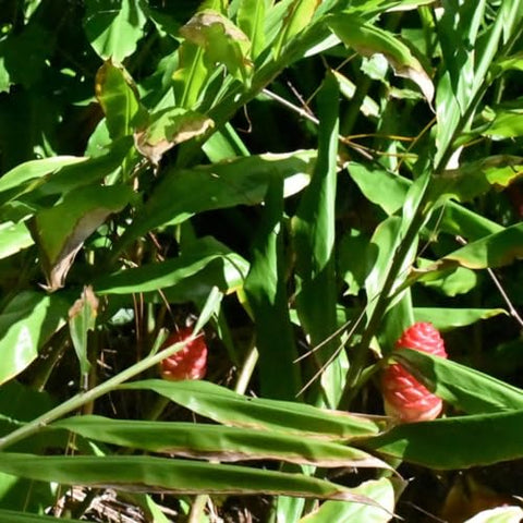 Awapuhi ginger rhizomes, detail view