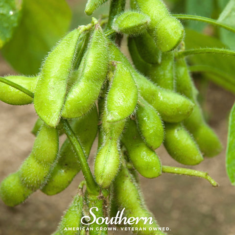 Be Sweet Edamame Soybean (Bush) – 20 Seeds, additional product view 2