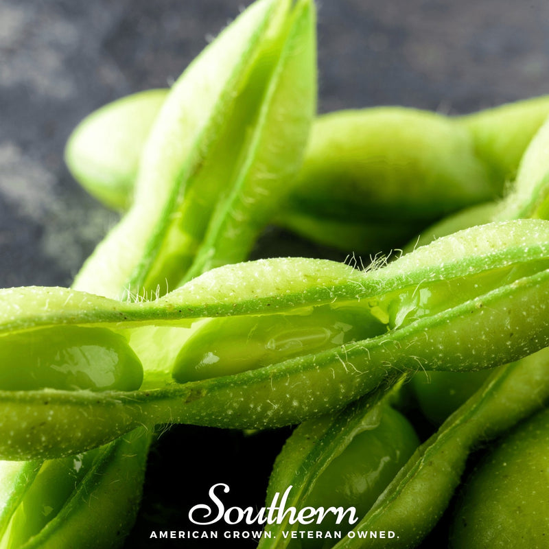 Load image into Gallery viewer, Be Sweet Edamame Soybean (Bush) – 20 Seeds
