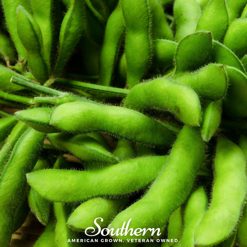 Load image into Gallery viewer, Be Sweet Edamame Soybean (Bush) – 20 Seeds
