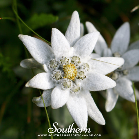 Edelweiss – 100 Seeds, additional product view 2
