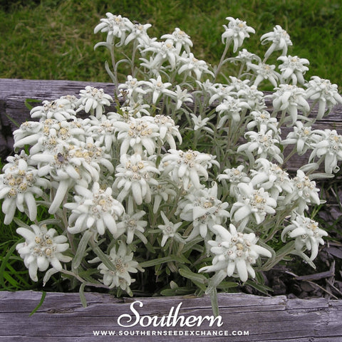 Edelweiss seeds package, 100 count, GrowTime Garden Supply