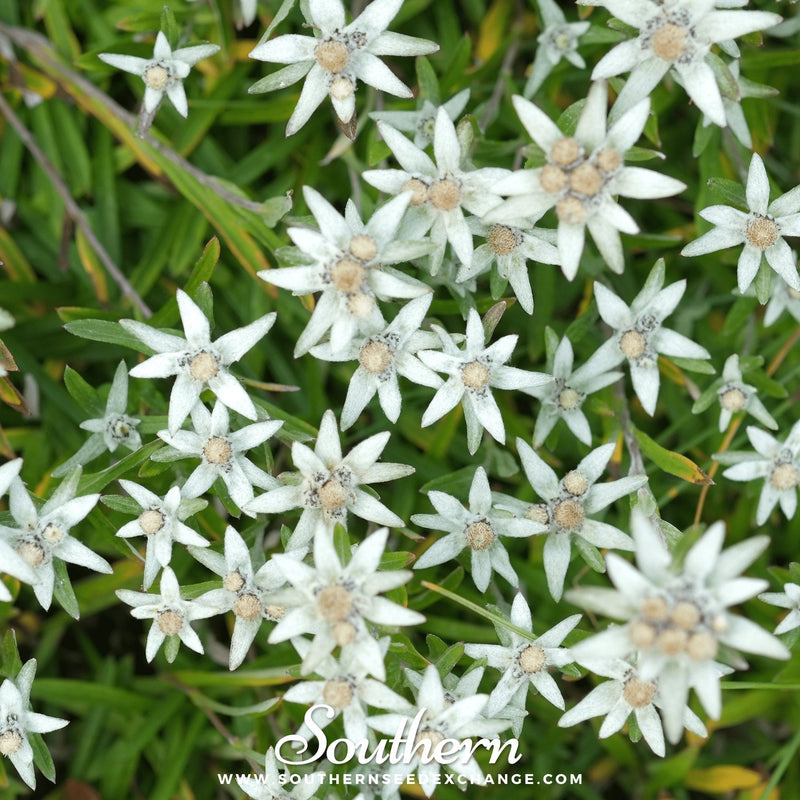 Load image into Gallery viewer, Edelweiss – 100 Seeds

