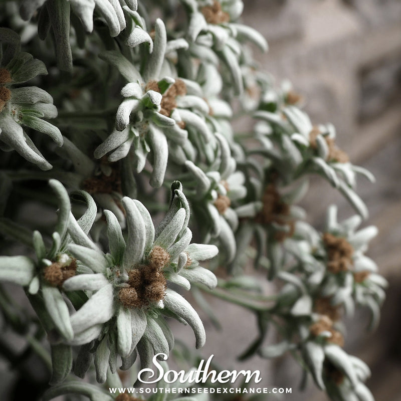 Load image into Gallery viewer, Edelweiss – 100 Seeds
