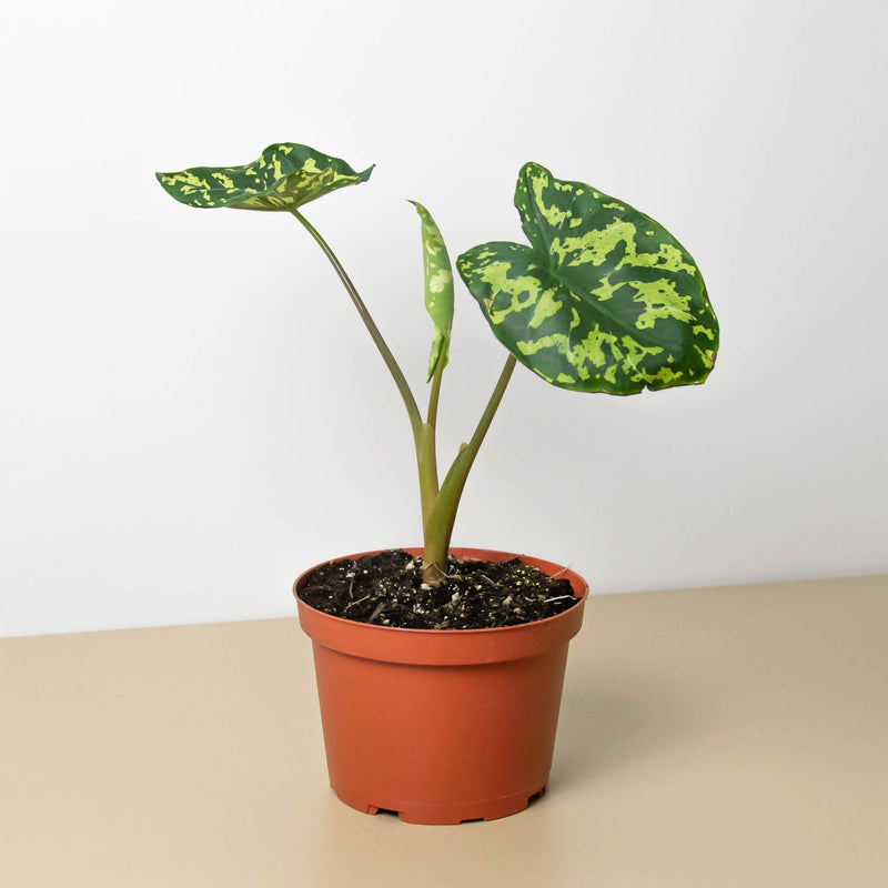 Load image into Gallery viewer, Alocasia 'Hilo Beauty'
