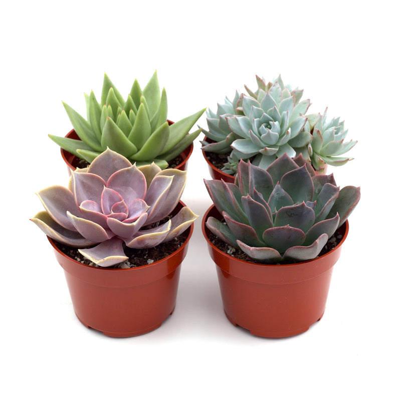 Load image into Gallery viewer, Succulent Variety Packs
