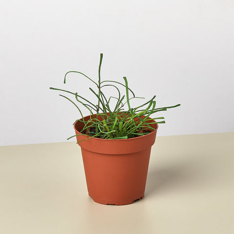 Hoya Grass Leafed, 4-inch pot