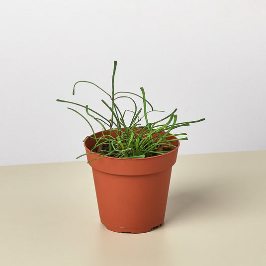Hoya 'Grass Leafed' - 4