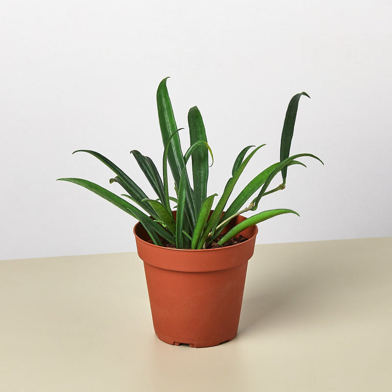 Load image into Gallery viewer, Hoya 'String Bean' - 4" Pot
