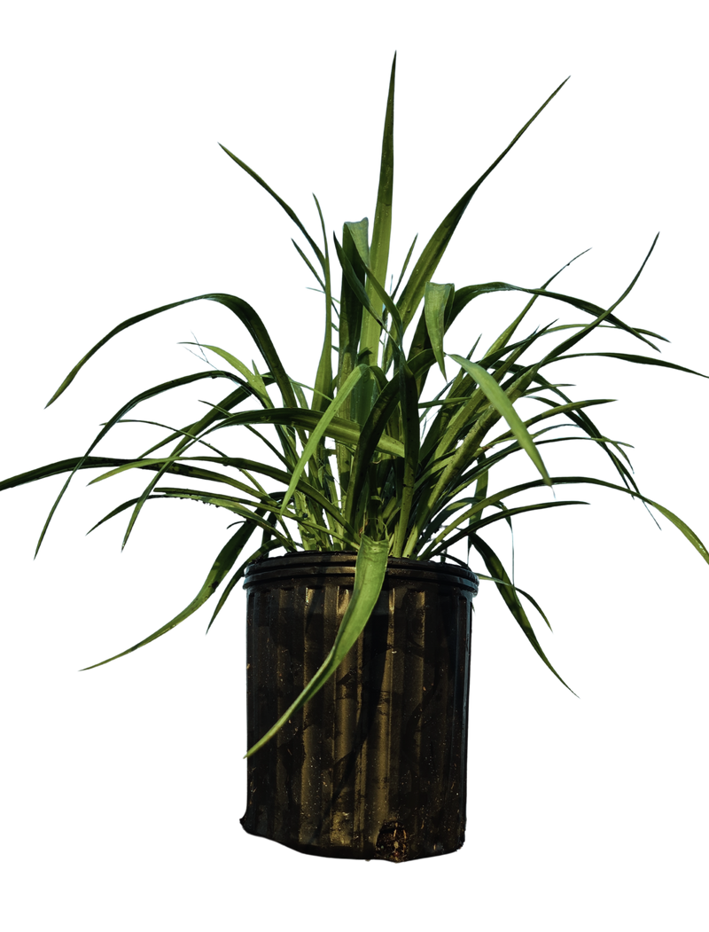 Load image into Gallery viewer, Yucca pendula | Soft Leaf Yucca
