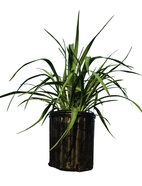 Yucca Pendula Soft Leaf Yucca