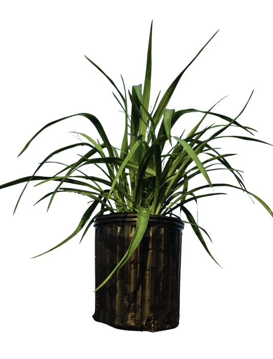 Yucca pendula | Soft Leaf Yucca