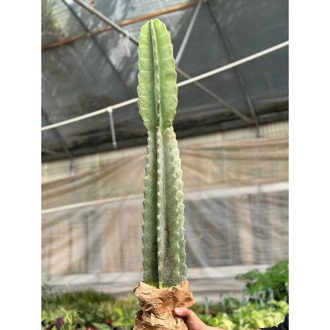 Cactus Cereus Peruvianus - 3 FT, additional product view 2