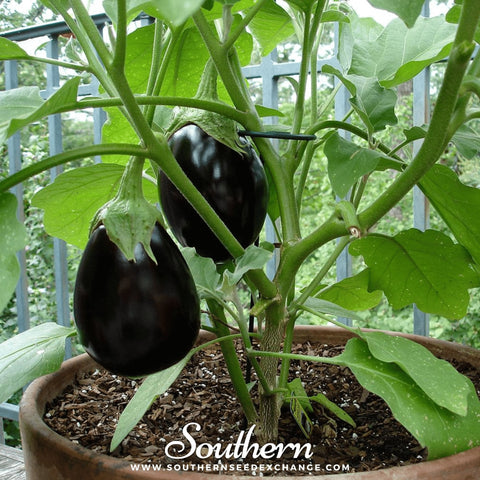 Black Beauty Eggplant – 50 Seeds, additional product view 2