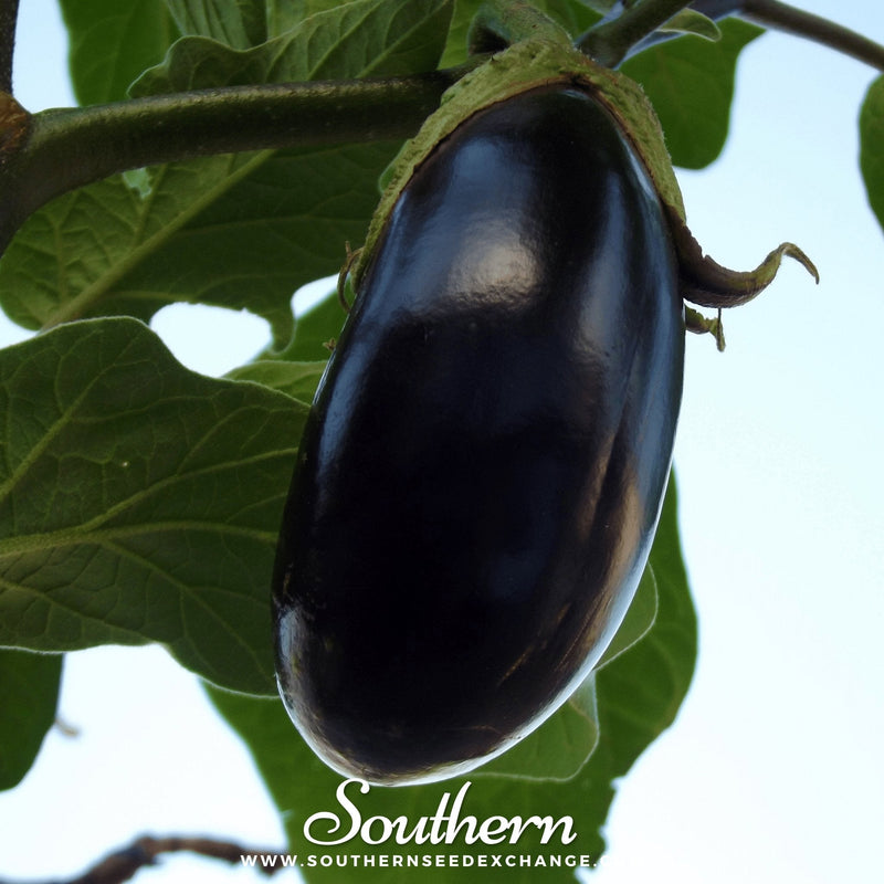 Load image into Gallery viewer, Black Beauty Eggplant – 50 Seeds
