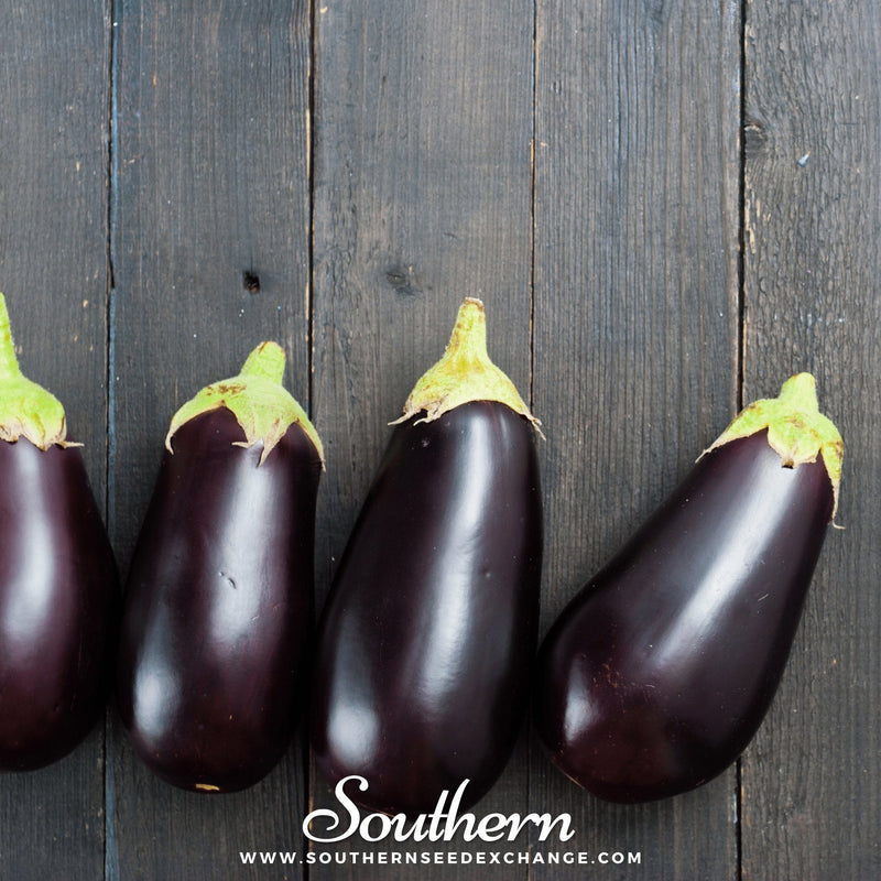 Load image into Gallery viewer, Black Beauty Eggplant – 50 Seeds
