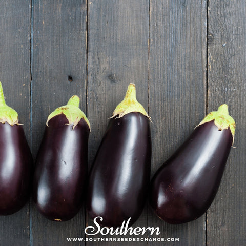 Black Beauty Eggplant seeds package, 50 count, GrowTime Garden Supply