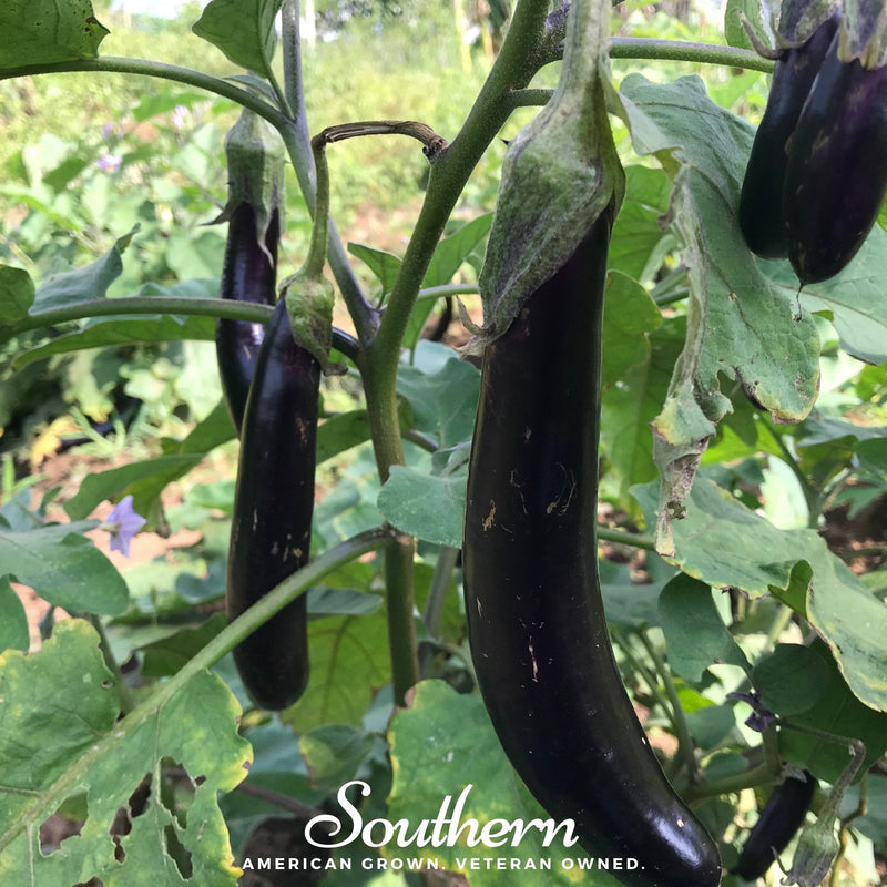 Load image into Gallery viewer, Long Purple Eggplant – 50 Seeds

