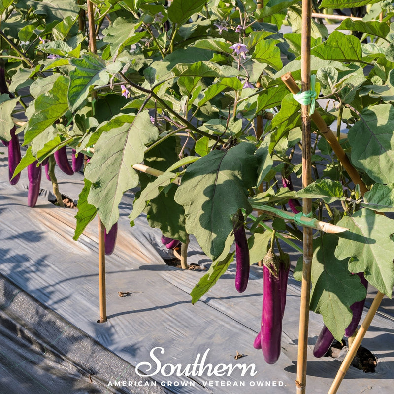 Load image into Gallery viewer, Long Purple Eggplant – 50 Seeds
