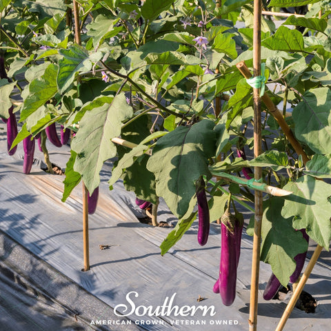 Long Purple Eggplant – 50 Seeds, additional product view 2