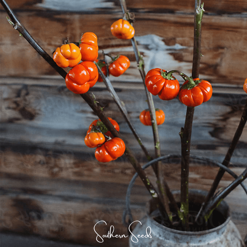 Load image into Gallery viewer, Pumpkin On A Stick Eggplant – 15 Seeds
