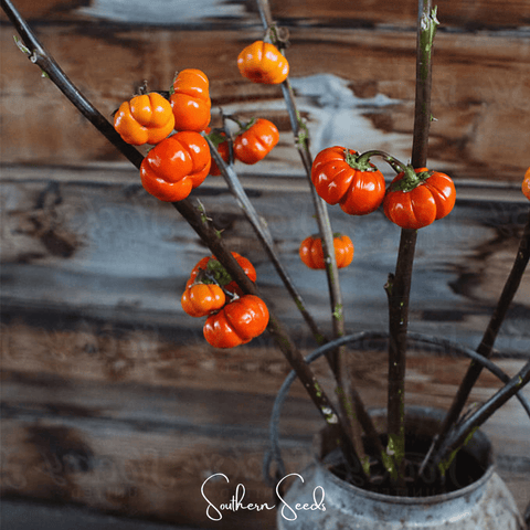 Pumpkin On A Stick Eggplant – 15 Seeds, additional product view 2