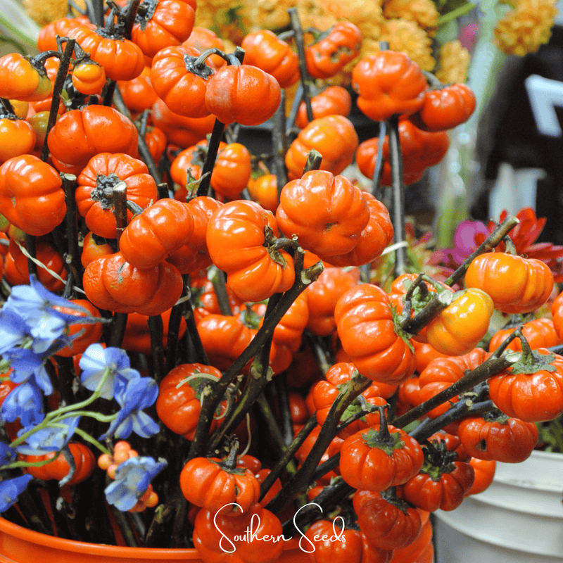 Load image into Gallery viewer, Pumpkin On A Stick Eggplant – 15 Seeds
