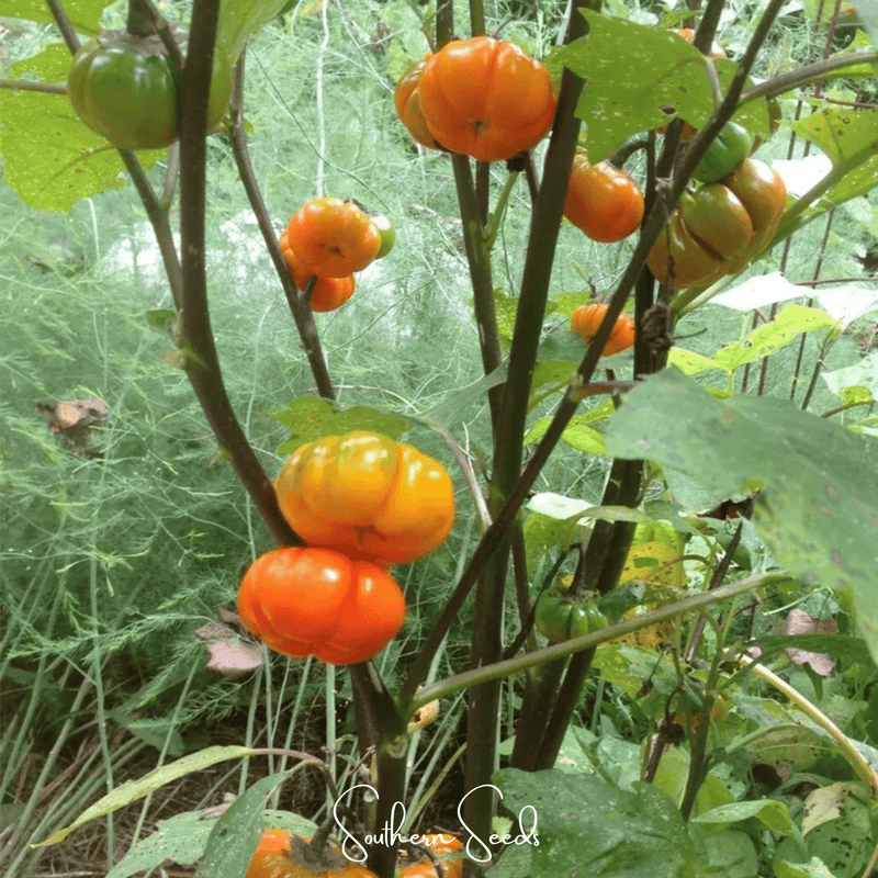 Load image into Gallery viewer, Pumpkin On A Stick Eggplant – 15 Seeds
