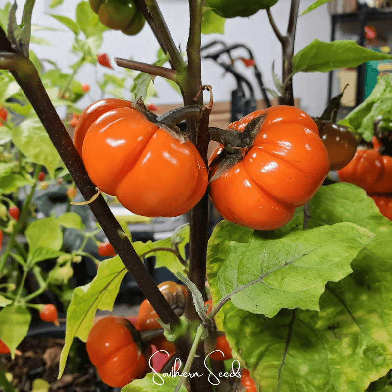 Load image into Gallery viewer, Pumpkin On A Stick Eggplant – 15 Seeds
