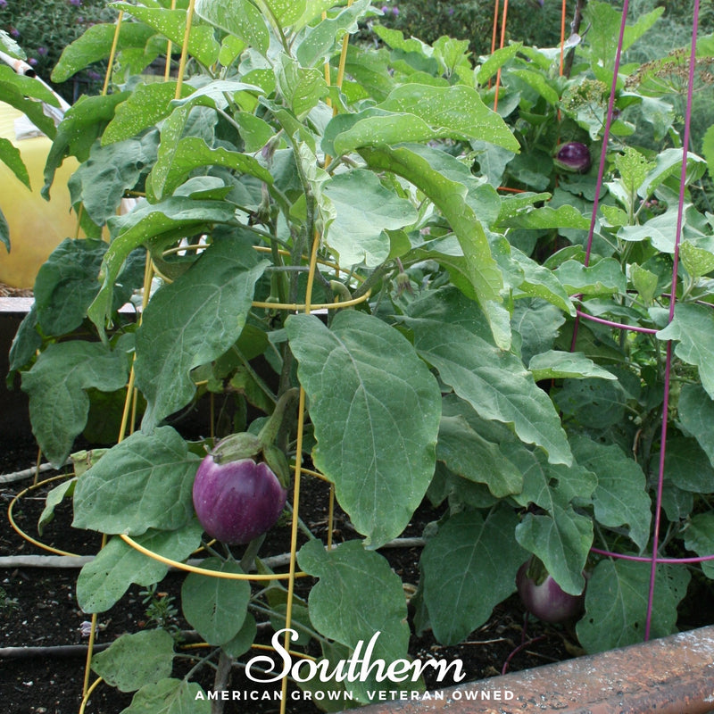 Load image into Gallery viewer, Rosa Bianca Eggplant – 50 Seeds

