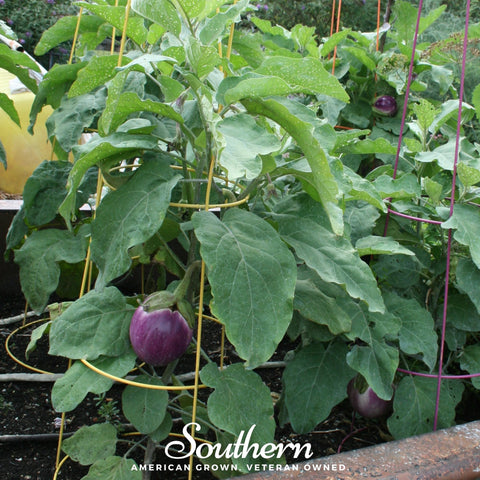 Rosa Bianca Eggplant – 50 Seeds, additional product view 2