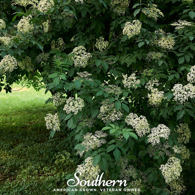 Load image into Gallery viewer, European Black Elderberry – 50 Seeds
