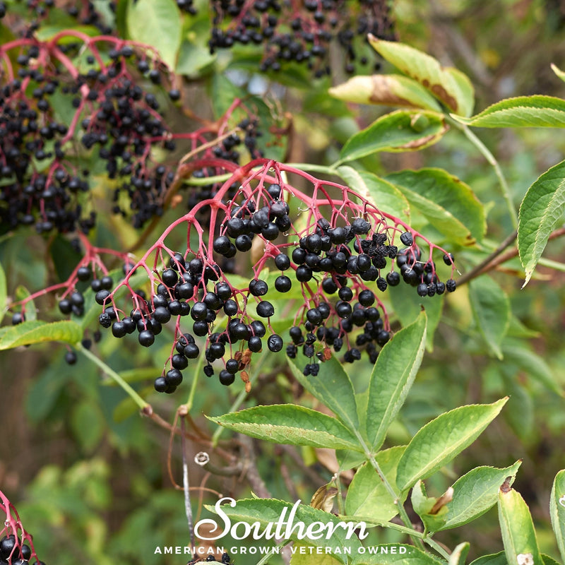 Load image into Gallery viewer, European Black Elderberry – 50 Seeds
