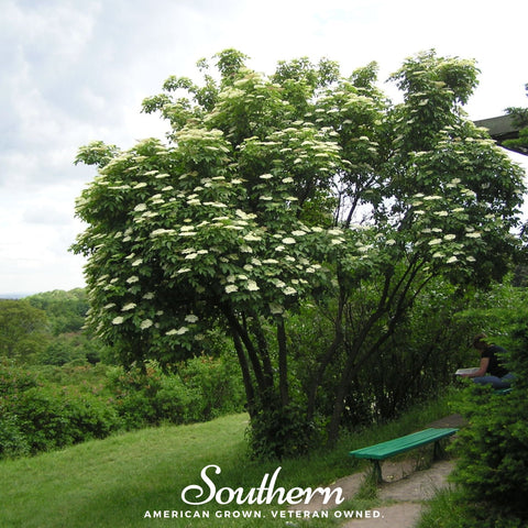 European Black Elderberry – 50 Seeds, additional product view 2