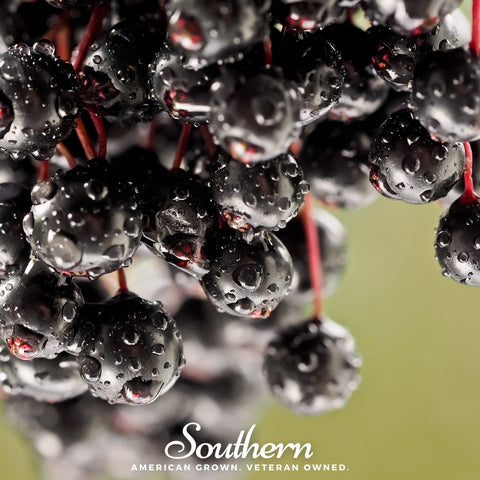 European Black Elderberry 50 Seeds