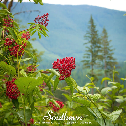 Pacific Red Elderberry seeds package, 50 count, GrowTime Garden Supply