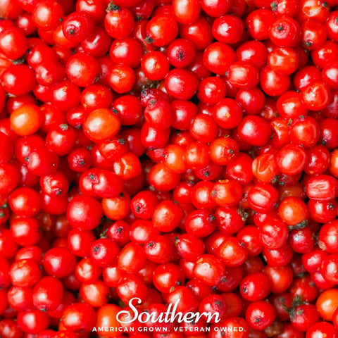 Pacific Red Elderberry – 50 Seeds, additional product view 2
