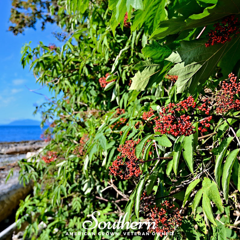 Load image into Gallery viewer, Pacific Red Elderberry – 50 Seeds
