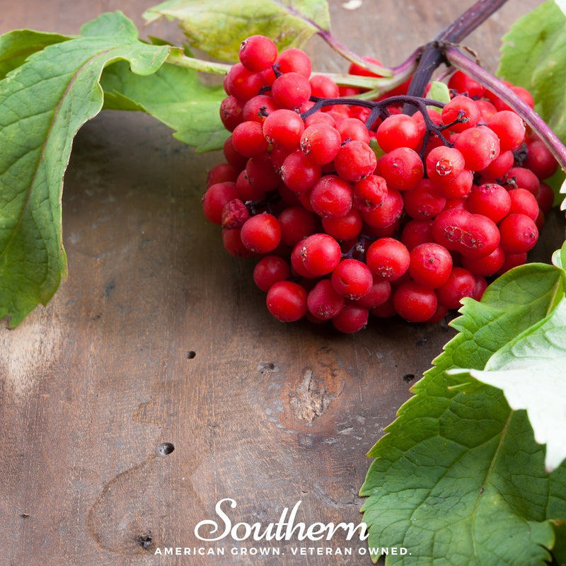 Load image into Gallery viewer, Pacific Red Elderberry – 50 Seeds
