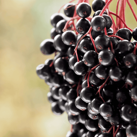 Elderberry Seed Collection (American Black • Red • Blue), additional product view 2
