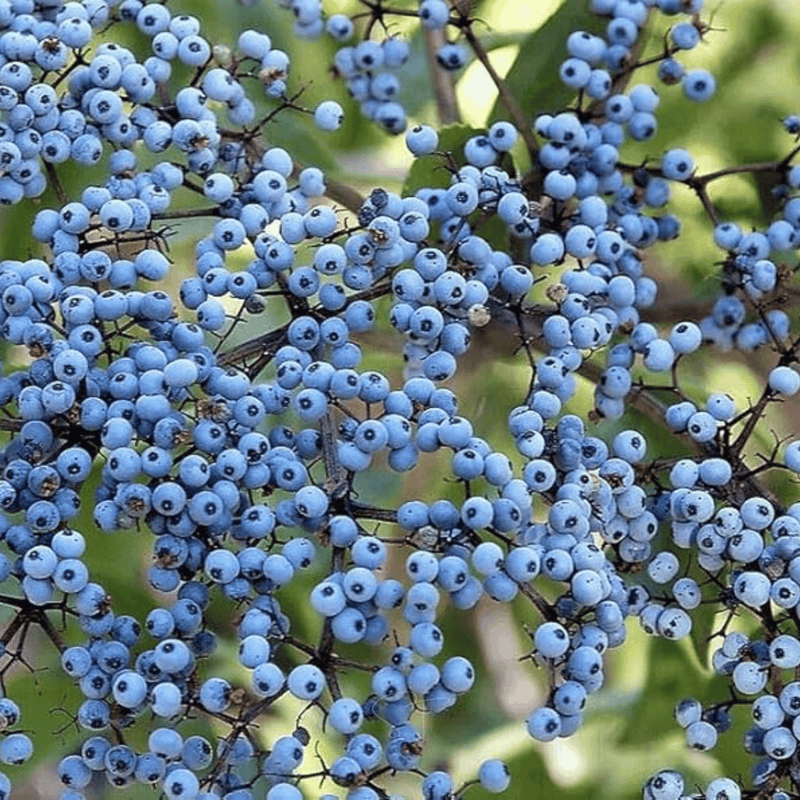 Load image into Gallery viewer, Elderberry Seed Collection (American Black • Red • Blue)
